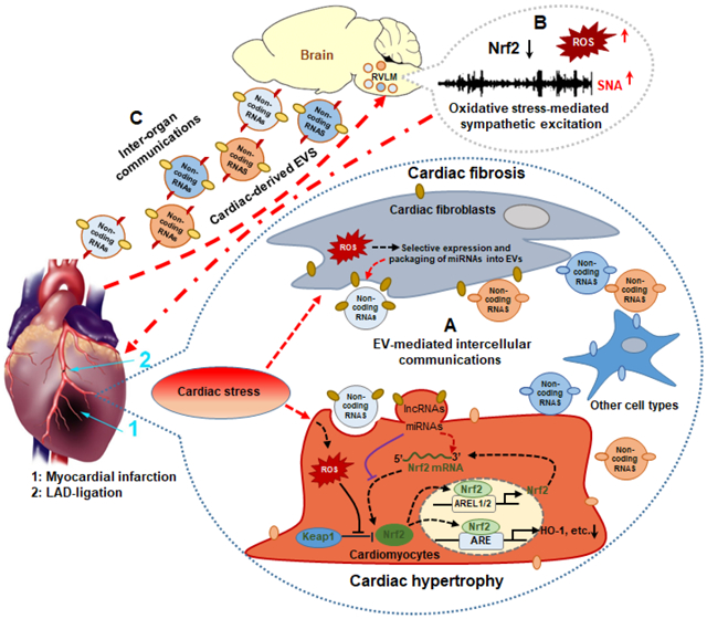 graphic file with name nihms-1686889-f0001.jpg