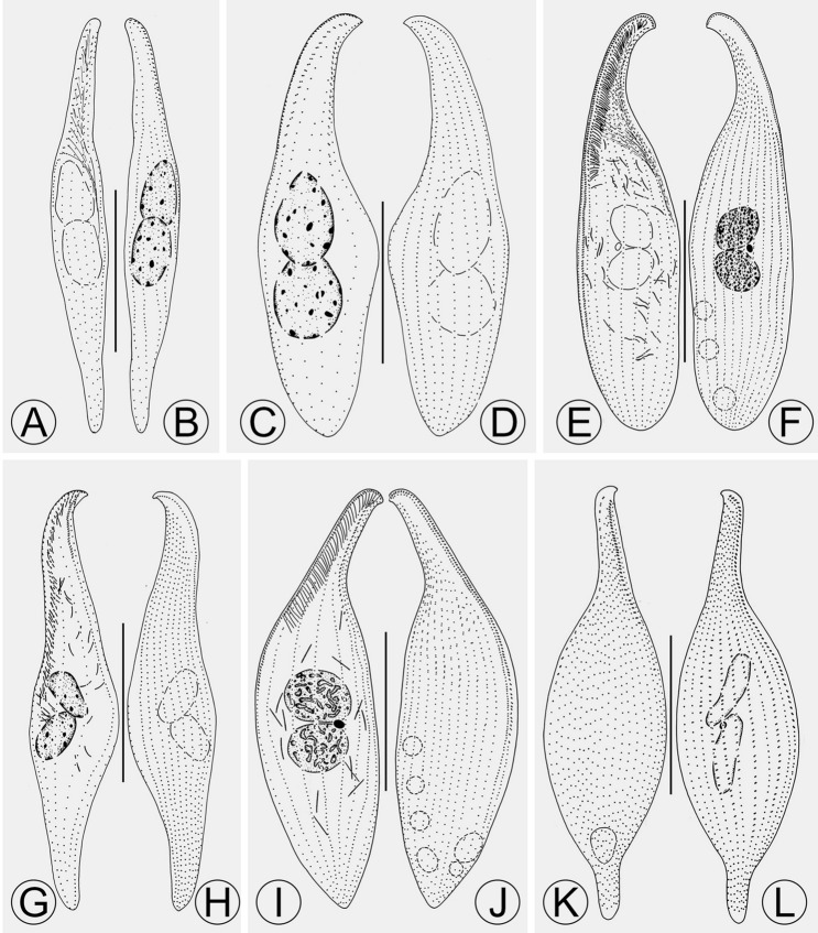 Fig. 8