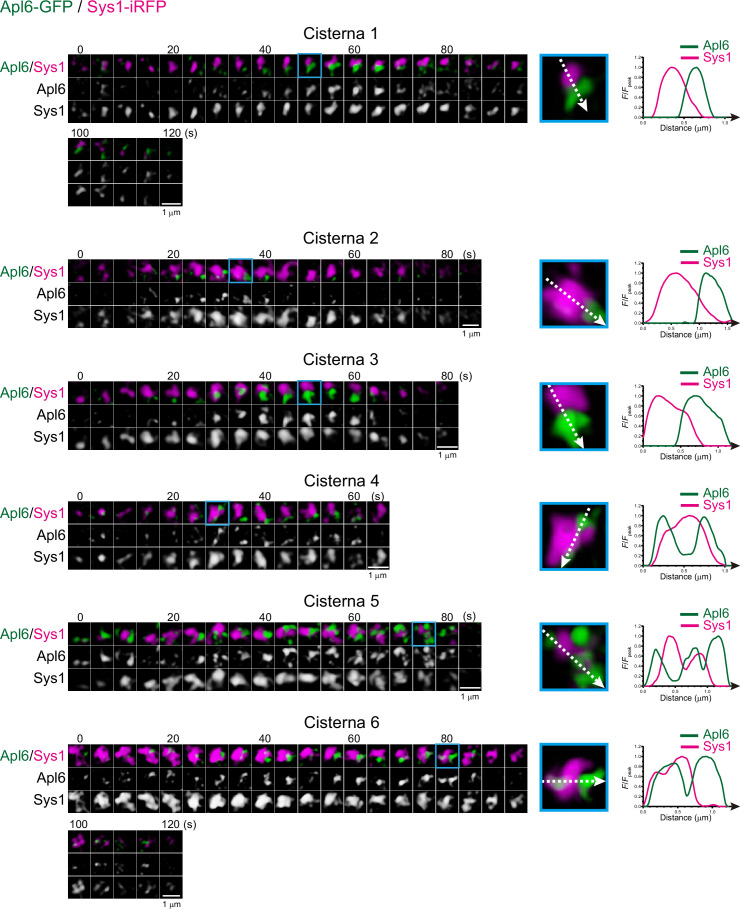 Figure 8—figure supplement 2.