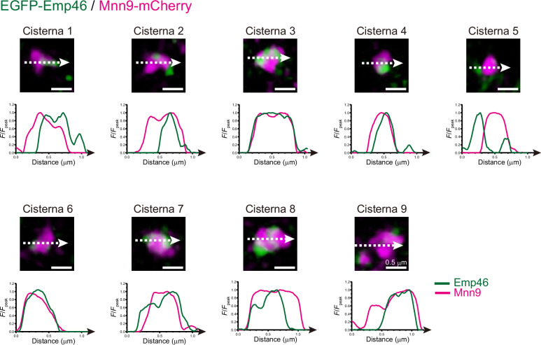 Figure 1—figure supplement 2.