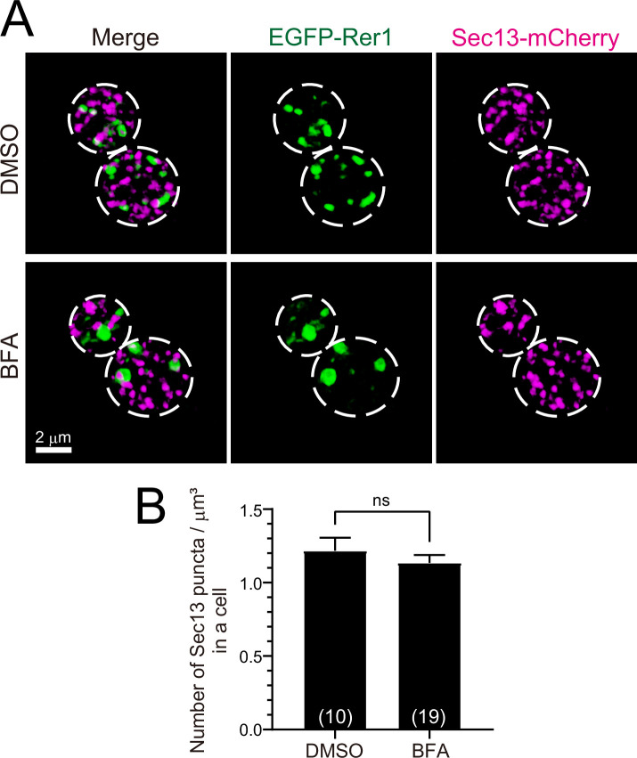 Figure 5—figure supplement 1.