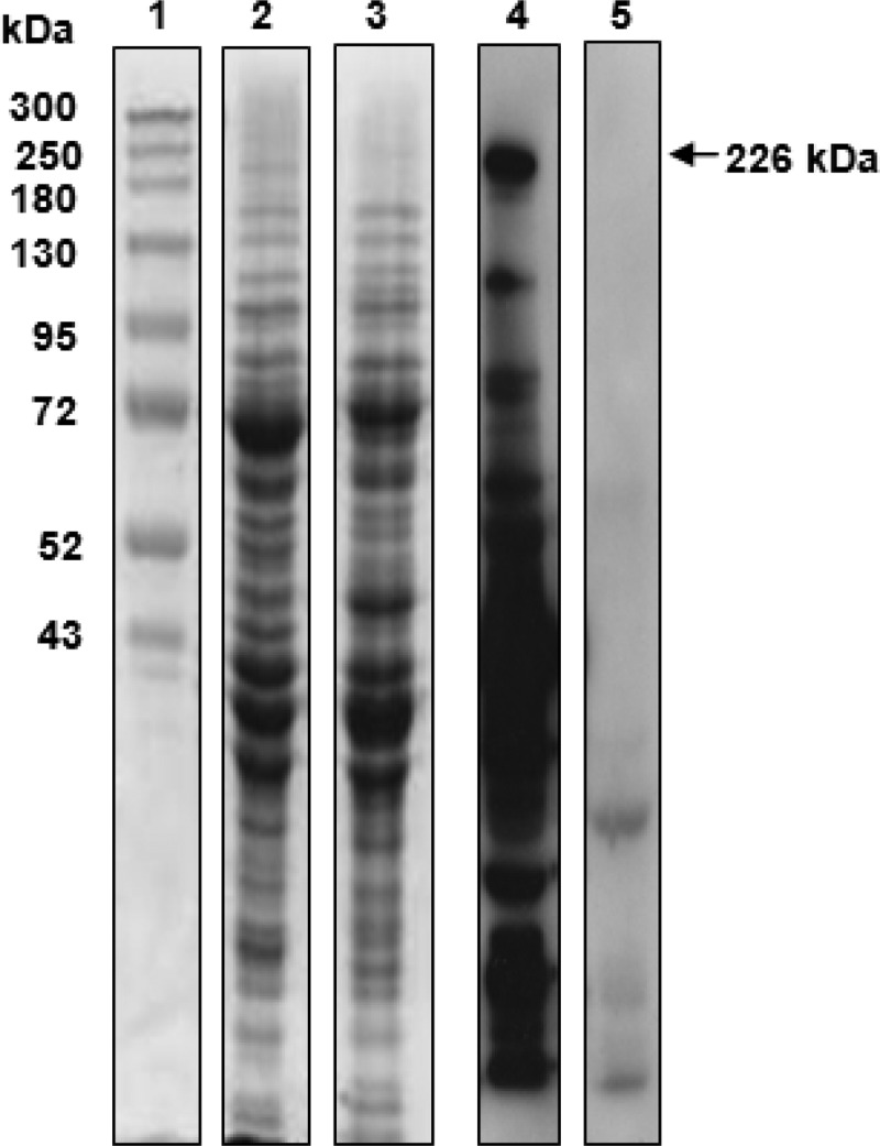 FIG 3