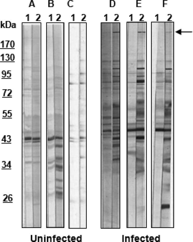 FIG 2