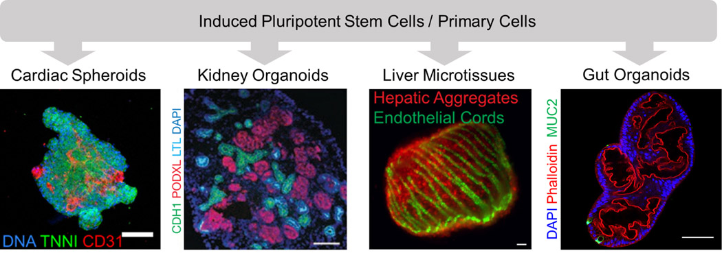 Figure 3: