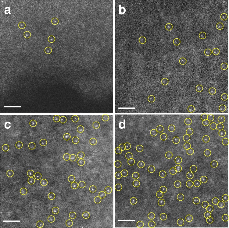 Fig. 3