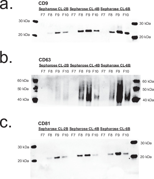 Figure 3—figure supplement 2.