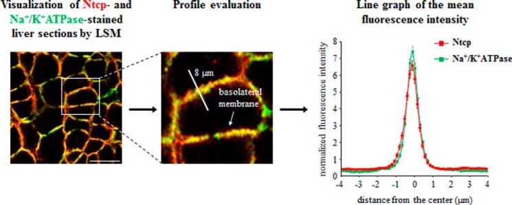 FIGURE 1.