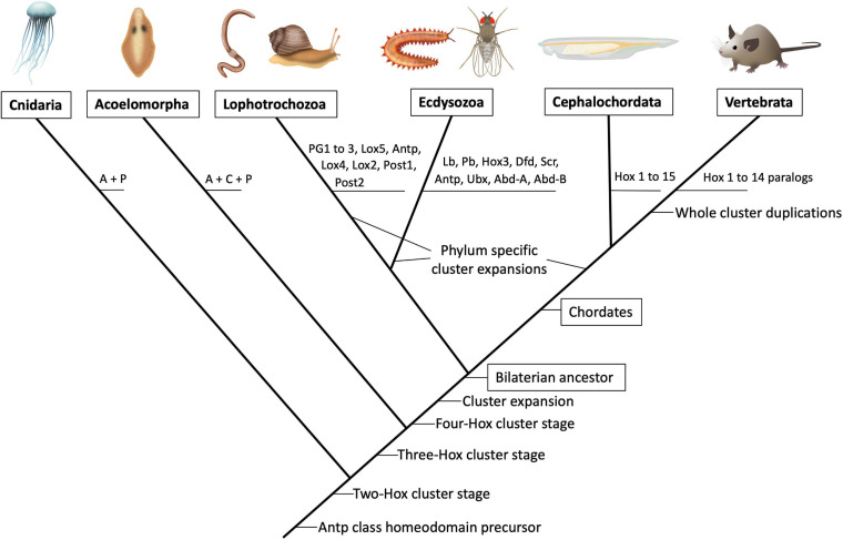 FIGURE 1