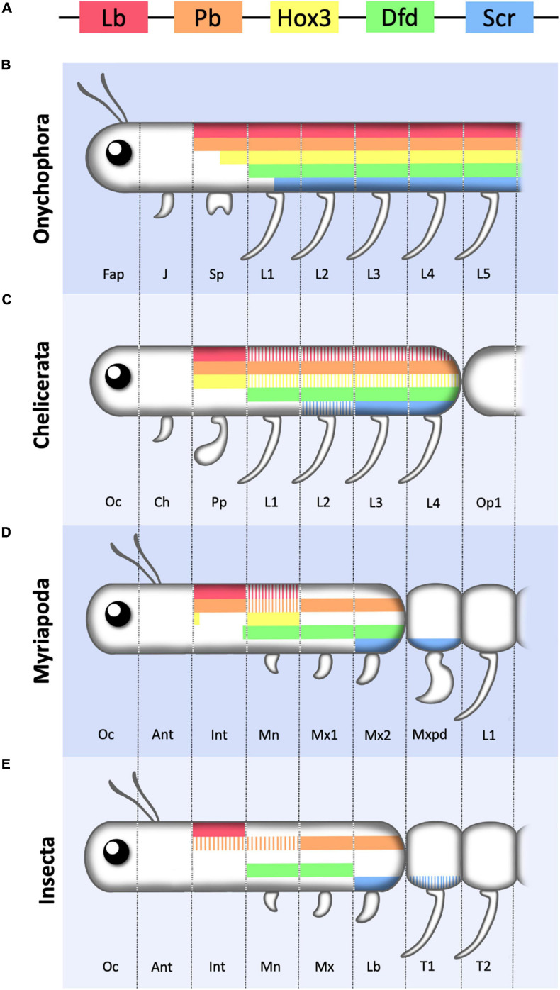 FIGURE 4