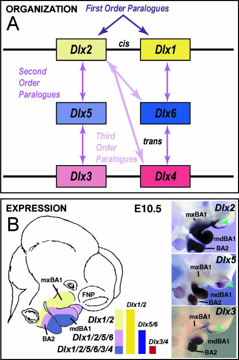 Fig. 3