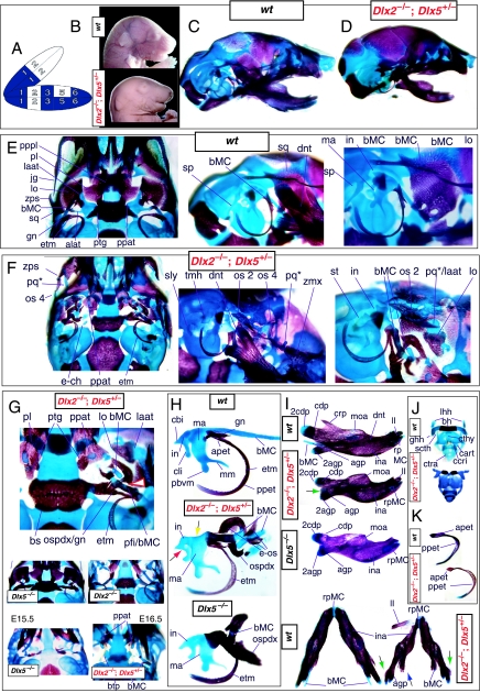 Fig. 12