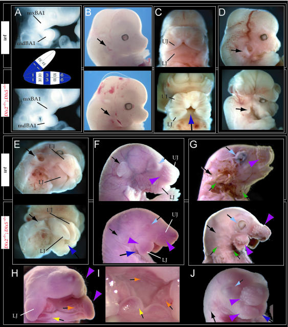 Fig. 10