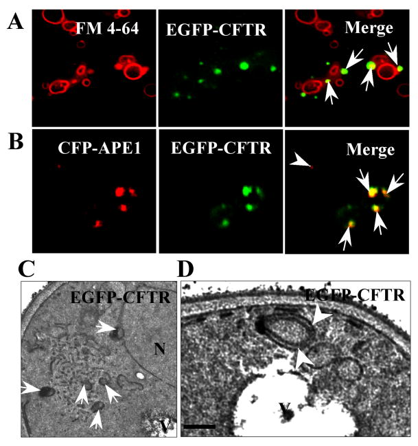 Fig. 4