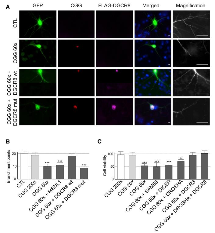 Sequestration of DROSHA and DGCR8 by Expanded CGG RNA Repeats Alters ...