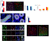 Extended Data figure 1: