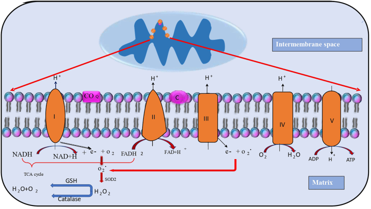 Fig. 1