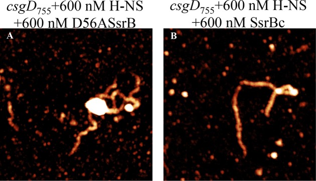 Figure 6—figure supplement 2.