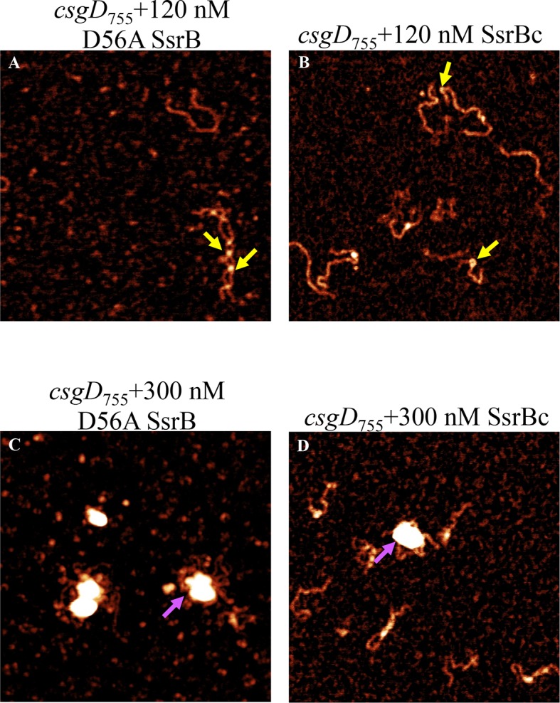 Figure 5—figure supplement 1.