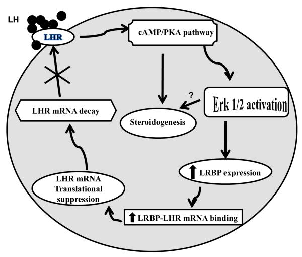 Fig 5