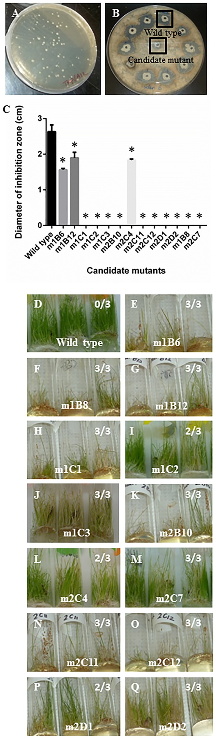 FIGURE 2