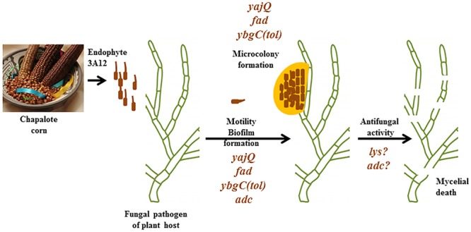 FIGURE 4