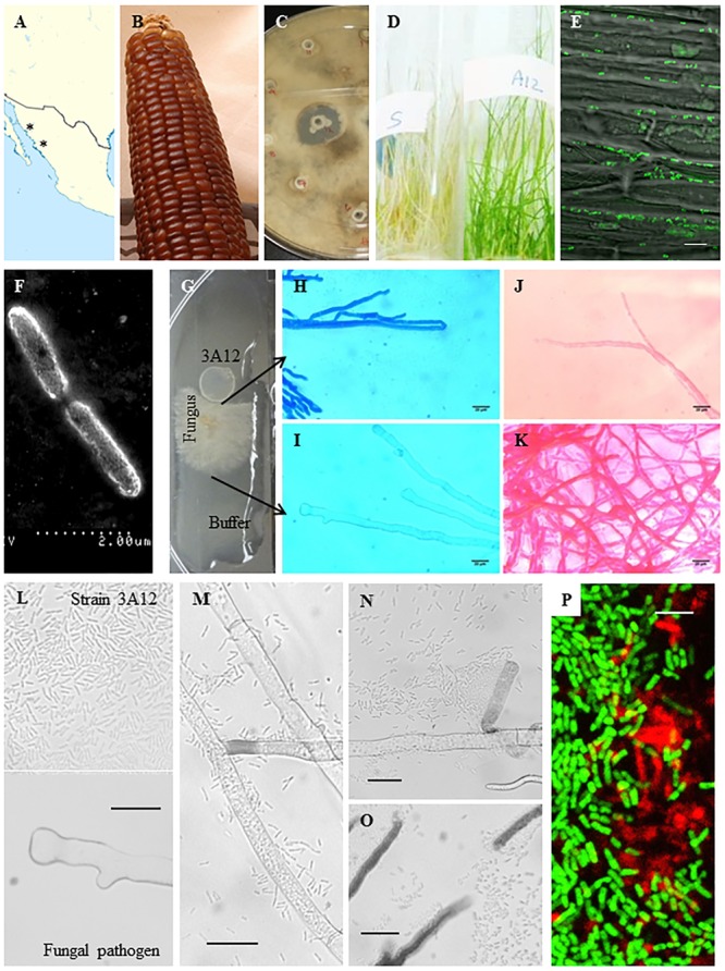 FIGURE 1