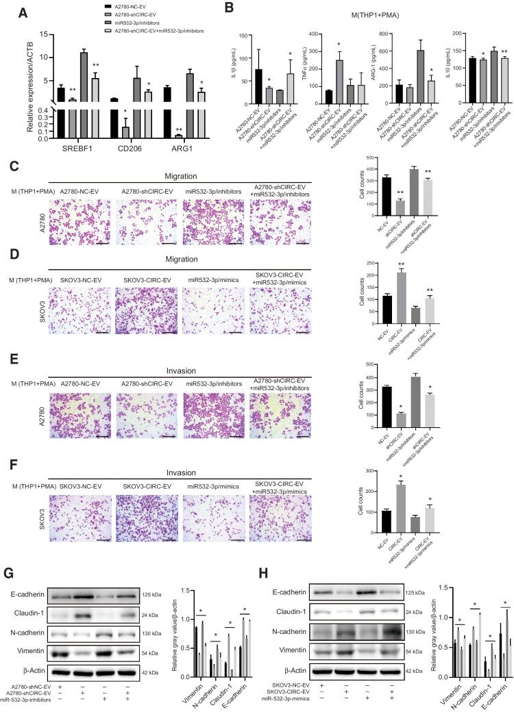 Figure 6. EVs-packaged circATP2B4 promotes the migration, invasion, and EMT of ovarian cancer cells. A, qRT-PCR assays showing the relative mRNA expression of SREBF1 in macrophages (THP-1+PMA) transfected with A2780-EVs (A2780-NC-EV, A2780-shCIRC-EV, miR-532-3p/inhibitors and A2780-shCIRC-EV+miR-532-3p/inhibitors), n  =  3. B, ELISA assays showing the M1 (ILβ, TNFα) and M2 (Arginase-1, IL10) secreted cytokines in macrophages (THP-1+PMA) transfected with A2780-EVs (A2780-NC-EV, A2780-shCIRC-EV, miR-532-3p/inhibitors and A2780-shCIRC-EV) +miR-532-3p/inhibitors), n  =  3. C–F, Migration andinvasion capacity of A2780 cocultured with macrophages (A2780-NC-EV, A2780-shCIRC-EV, miR-532-3p/inhibitors and A2780-shCIRC-EV+miR-532-3p/inhibitors) and SKOV3 (SKOV3-NC-EV, SKOV3-CIRC-EV, miR-532-3p/mimics and SKOV3-CIRC-EV+miR-532-3p/mimics) cocultured with macrophages, by an in vitro transwell coculture system without Matrigel are shown. Scale bars, 300 μmol/L. G and H, Western blotting detection of EMT protein (E-cadherin, Claudin-1, N-cadherin, Vimentin) expression after cocultured of A2780 and SKOV3 with macrophages, protein expression relative to β-actin. *, P < 0.05; **, P < 0.01; ***, P < 0.001.