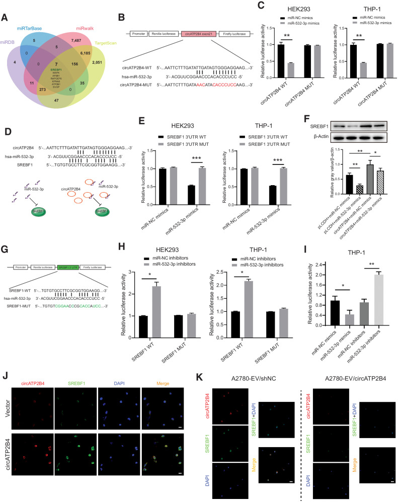 Figure 4. SREBF1 was increased in M2 macrophages regulated by circATP2B4 directly sponges miR-532-3p. A, Schematic illustration exhibiting overlapping of the target of circATP2B4 predicted by miRDB, miRarBase, miRwalk and TargetScan. B and C, Illustration of the WT and mutant (MUT) binding site sequences in circATP2B4 for miR-532-3p. Relative luciferase intensity was quantified as ratio of Renilla (R) over Firefly (F) luciferase activities in HEK293 and macrophages (THP-1+PMA). D and E, Schematic illustration of the WT and mutant (MUT) binding site sequences in miR-532-3p for circATP2B4 and SREBF1. Relative luciferase intensity was quantified as ratio of Renilla (R) over Firefly (F) luciferase activities in HEK293 and macrophages (THP-1+PMA). F, Expression of SREBF1 protein after treatment with circATP2B4, mimics of miR-532-3p and NCs were measured by western blot analysis. G and H, Schematic illustration of the WT and mutant (MUT) binding site sequences in SREBF1 for miR-532-3p in HEK293 and macrophages (THP-1+PMA). Relative luciferase intensity was quantified as ratio of Renilla (R) over Firefly (F) luciferase activities. I, Relative luciferase intensity in mimics or inhibitors of miR-532-3p was quantified as ratio of Renilla (R) over Firefly (F) luciferase activities in macrophages (THP-1+PMA). J, Expression of circATP2B4 and SREBF1 detected by IF-FISH in macrophages transfected with circATP2B4. Scale bars, 20 μmol/L. K, Macrophages were treated to shNC-EV and shCIRC-EV of A2780 cells, and the expression of circATP2B4 and SREBF1 were detected by IF-FISH. Scale bars, 20 μmol/L. *, P < 0.05; **, P < 0.01; ***, P < 0.001; n.s. not significant.