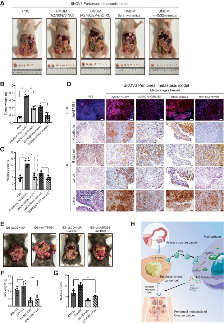 Figure 7. EV-packaged circATP2B4 facilitates the peritoneum metastasis of EOCs via inducing M2 macrophage in vivo. A, SKOV3 co-injected with macrophages pelvic peritoneal invasion in nude BALB/C mice. Arrows show tumors in the abdominal cavity, (n = 5 per group). B and C, Tumor weight and nodules counts analysis of nude mice intraperitoneal metastasis model. D, FISH analysis of circATP2B4, IHC analysis of E-cadherin, N-cadherin, CA125 and LDHA proteins. Scale bars, 50 μmol/L. E, ID8 and EVs inhibitor (GW4869) injected pelvic peritoneal invasion in C57BL/6 mice. Arrows show tumors in the abdominal cavity. F and G, Tumor weight and nodules counts analysis of C57BL/6 mice intraperitoneal metastasis model, (n = 5 per group). H, Schematic model of EV-packaged circATP2B4 mediating M2 macrophage polarization via circATP2B4/miR-532-3p/SREBF1, which facilitates the EMT, migration, invasion, and metastatic potential of ovarian cancer cells.*, P < 0.05; **, P < 0.01; ***, P < 0.001.