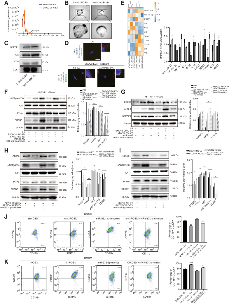 Figure 5. EVs-packaged circATP2B4 polarized the M2 macrophage via SREBF1/PI3Kα/AKT signaling pathway. A, NTA analysis of EVs isolated from SKOV3-NC and SKOV3-circATP2B4 cell culture supernatants. B, Electron microscopy images of EVs isolated from conditioned medium of SKOV3-NC and SKOV3-circATP2B4. Scale bars, 50 nm. C, Western blot analysis for EVs marker proteins (CD63, ALIX, and CD9) and SREBF1 protein expression in SKOV3-NC and SKOV3-circATP2B4 EVs. D, Representative confocal microscopy images of the THP-1(PMA) cells assessing the colocalization of EVs (DiO), cell membranes (DiI), and cell nucleus (Hoechst). Boxes indicate the areas shown at higher magnification in the upper right corner. UN, THP-1(PMA) without any treatment. Scale bars, 10 μmol/L. E, RT-PCR for M1 markers (IL1b, iNOS, IL12, CXCL8) and M2 markers (ARG1, IL10, CD163, CD206) on macrophages (THP-1 with PMA) treated with EVs from SKOV3-NC or SKOV3-circATP2B4. Relative expression to β-actin (ACTB). F–G, The effect of the supernatants of macrophages treated with SKOV3-EVs and miR-532-3p mimics, with control (IL4) on SREBF1, PI3Kα/AKT (F) and M2 marker genes (G) analyzed by Western blot analysis. H and I, The effect of macrophages treated with EVs from A2780 (A2780-shNC and A2780-shcircATP2B4) or SKOV3 (SKOV3-NC and SKOV3-circATP2B4) and miR-532-3p inhibitors or miR-532-3p mimics were analyzed by Western blot analysis. J and K, FCM analysis macrophages (BMDM) treated with EVs from A2780 (A2780-shNC and A2780-shcircATP2B4) or SKOV3 (SKOV3-NC and SKOV3-circATP2B4) and miR-532-3p inhibitors or miR-532-3p mimics, M2 macrophages (CD11b+ and CD206+). *, P < 0.05; **, P < 0.01; ***, P < 0.001.