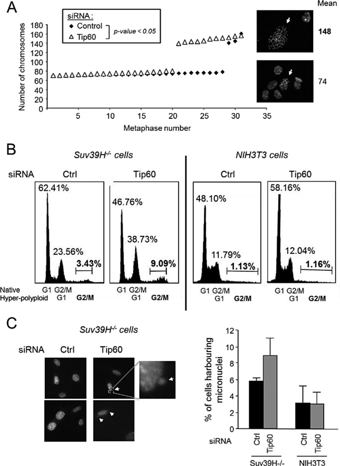 FIGURE 5: