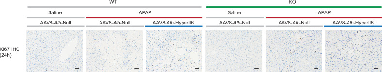 Figure 4—figure supplement 1.