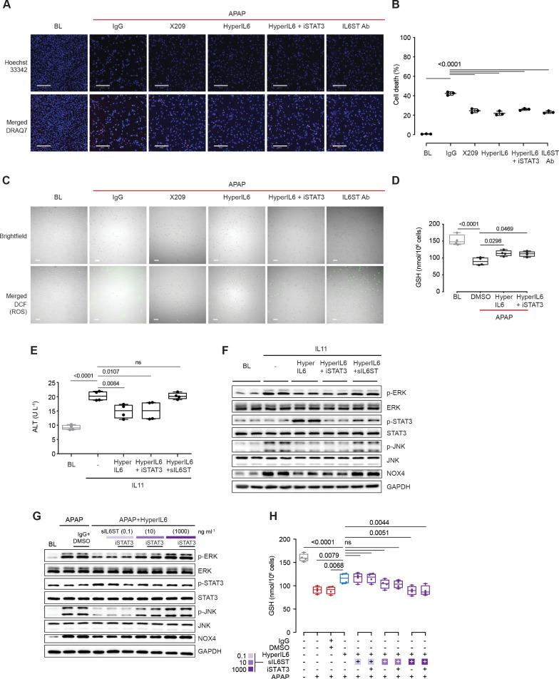 Figure 1—figure supplement 1.