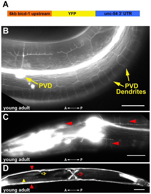 Fig. 5.