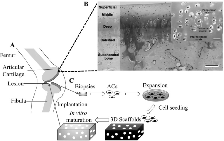 Fig. 1