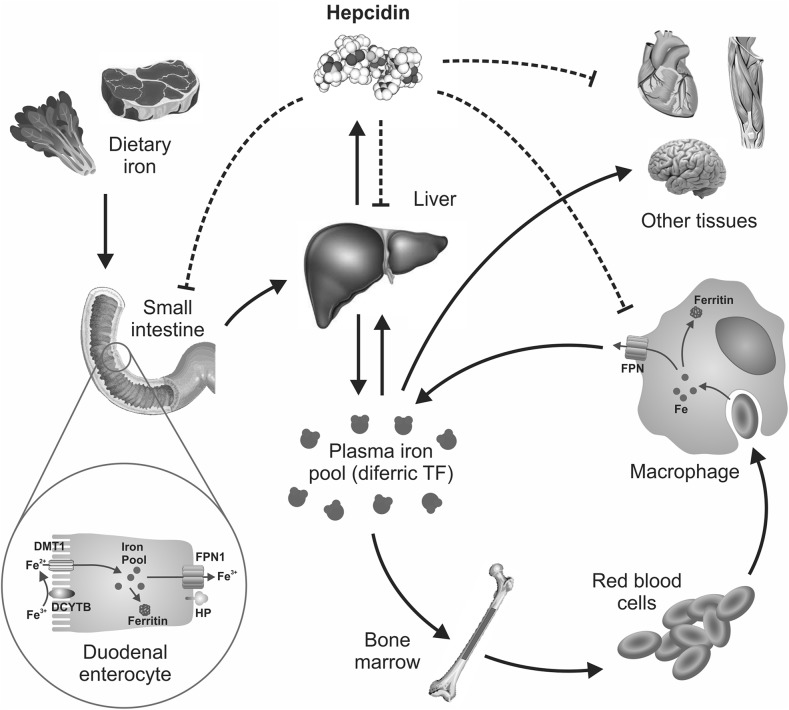 FIGURE 1