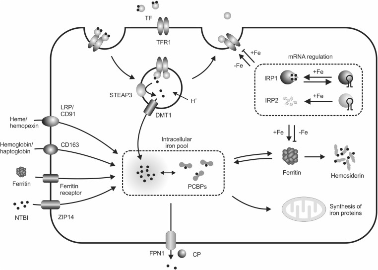 FIGURE 2