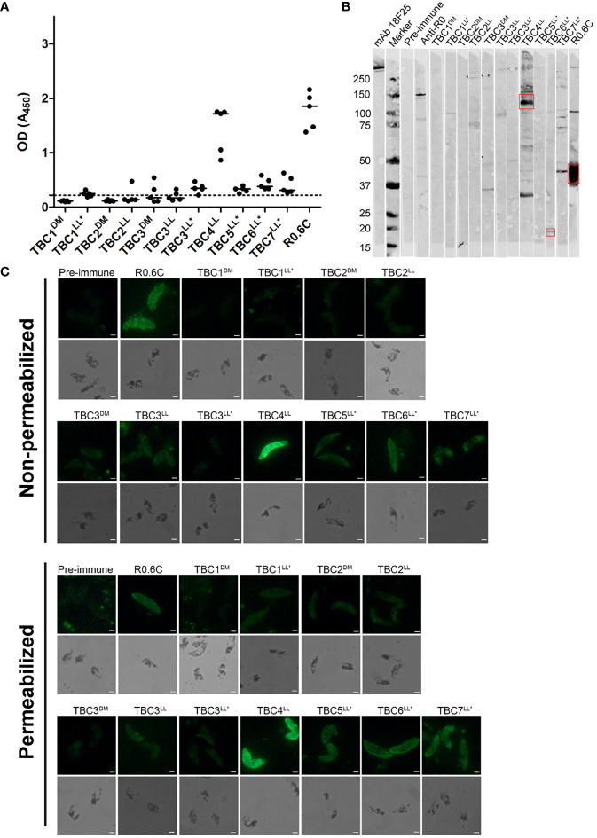 Figure 4