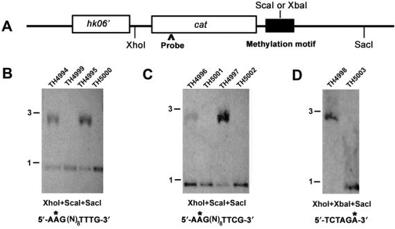 Figure 5.