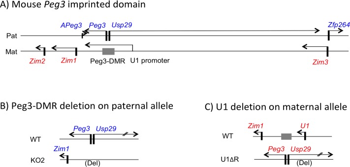 Fig 1