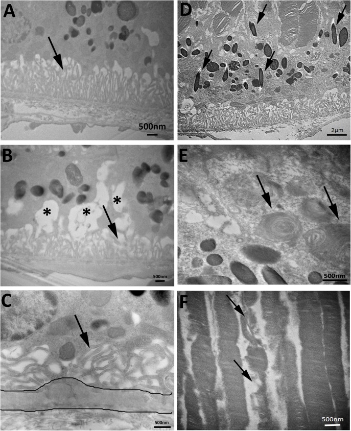 Fig 4