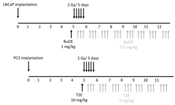 graphic file with name antioxidants-07-00021-i001.jpg