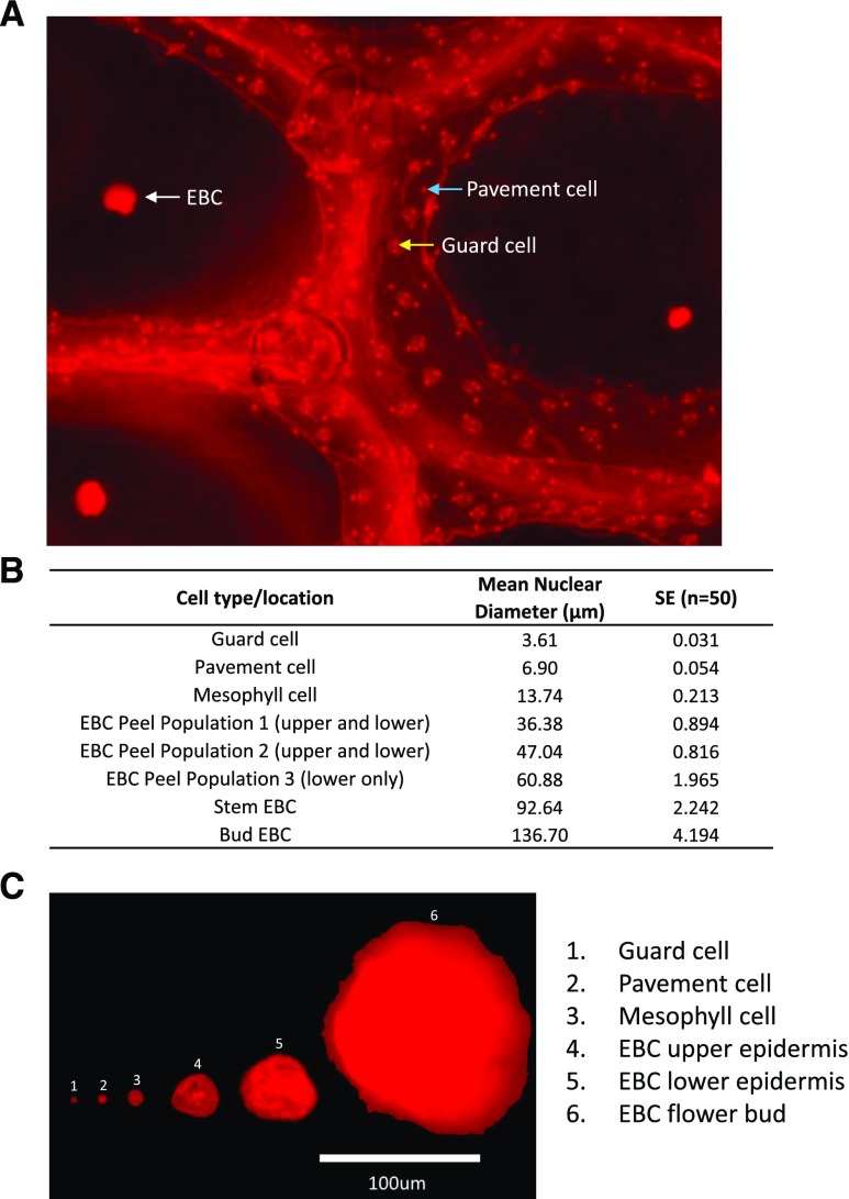 Figure 6.