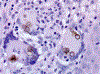 Figure 10.