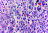 Figure 18.