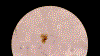 Figure 9.