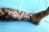 Figure 25.