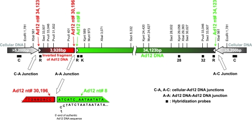 FIG. 2.