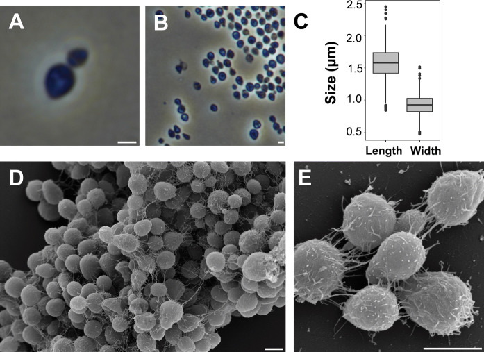 Fig. 3