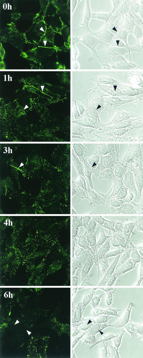 FIG. 5.